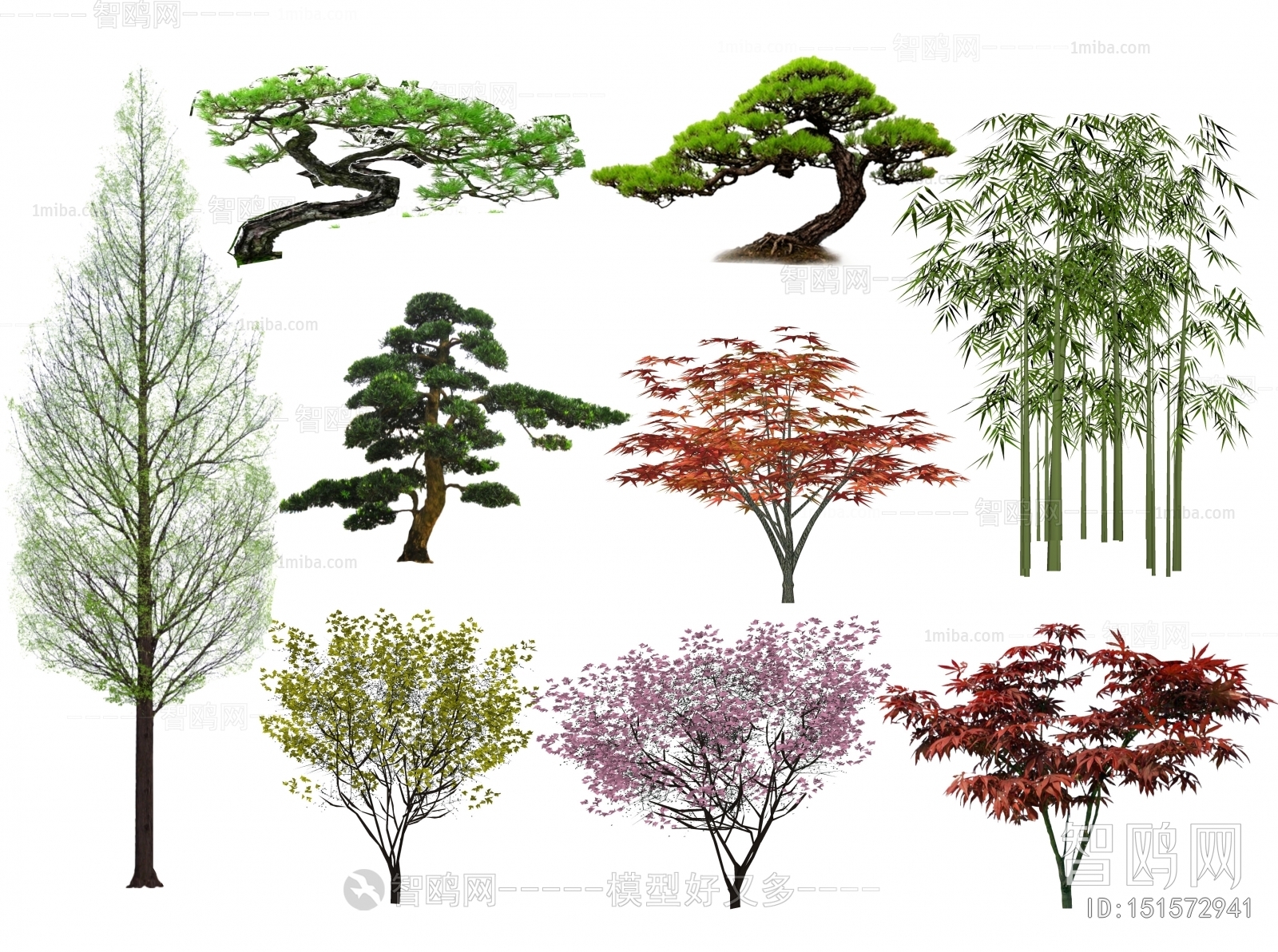 中式造型松 红枫 水杉