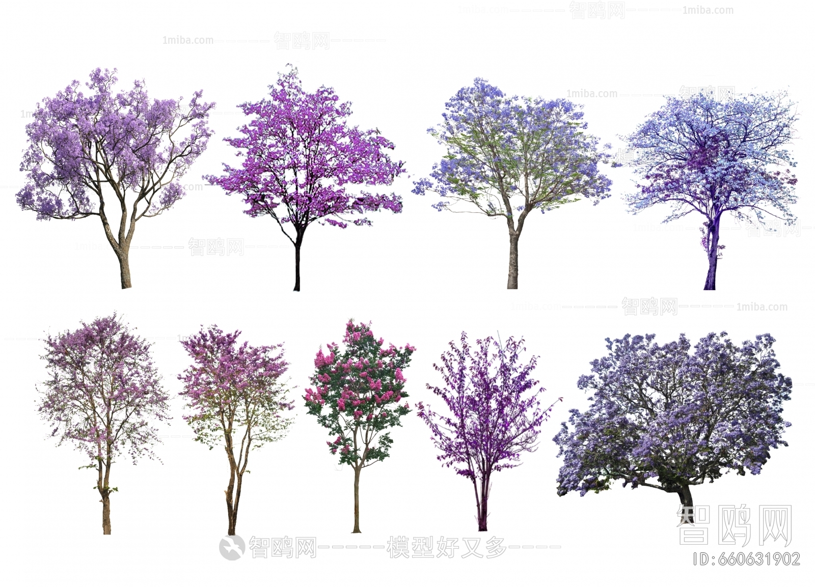 现代蓝花楹 紫叶李 色叶树