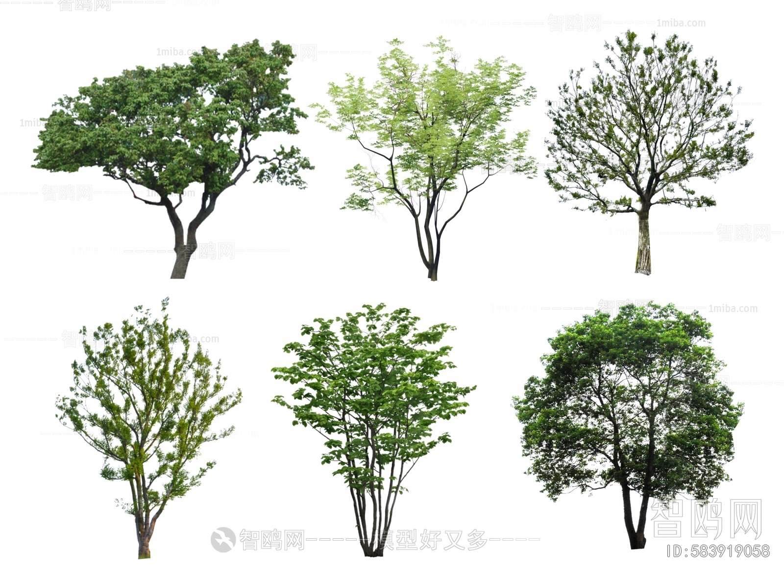 现代乌桕树 丛生树 朴树