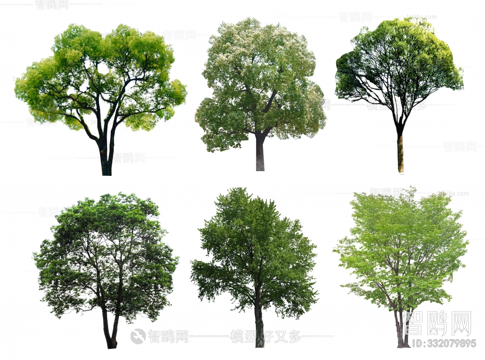 现代香樟树 丛生树 榉树