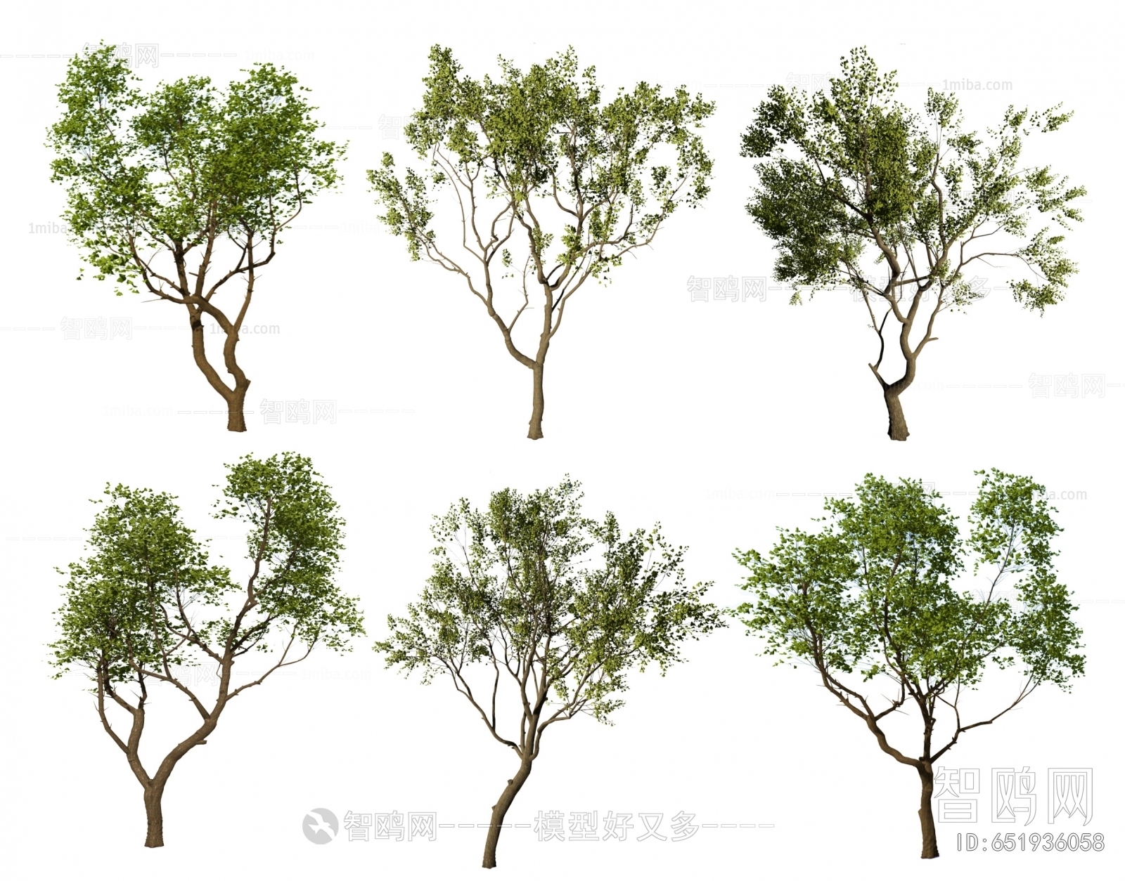 现代造型乌桕树 丛生树 朴树