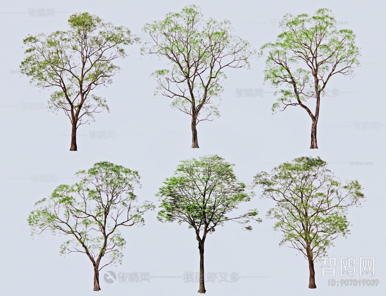 现代乌桕树 朴树 丛生树