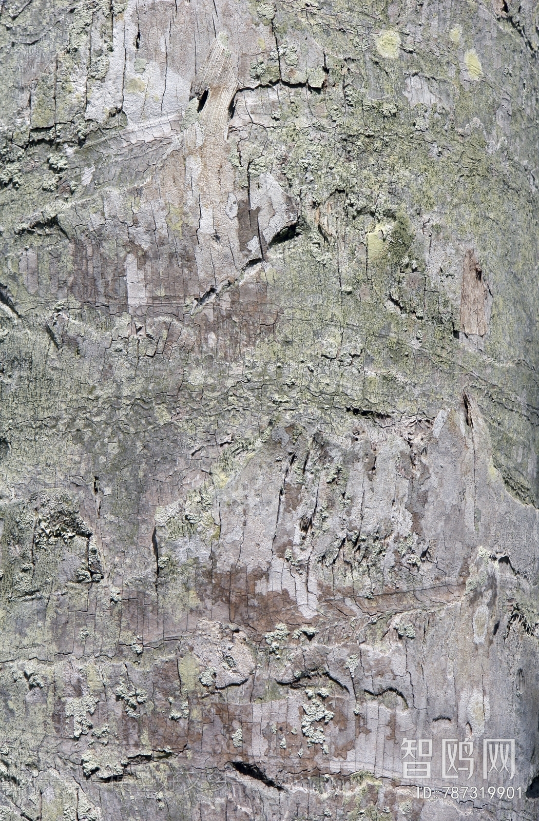 Bark Texture