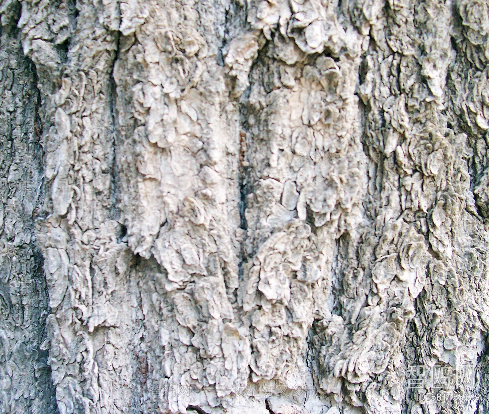 Bark Texture