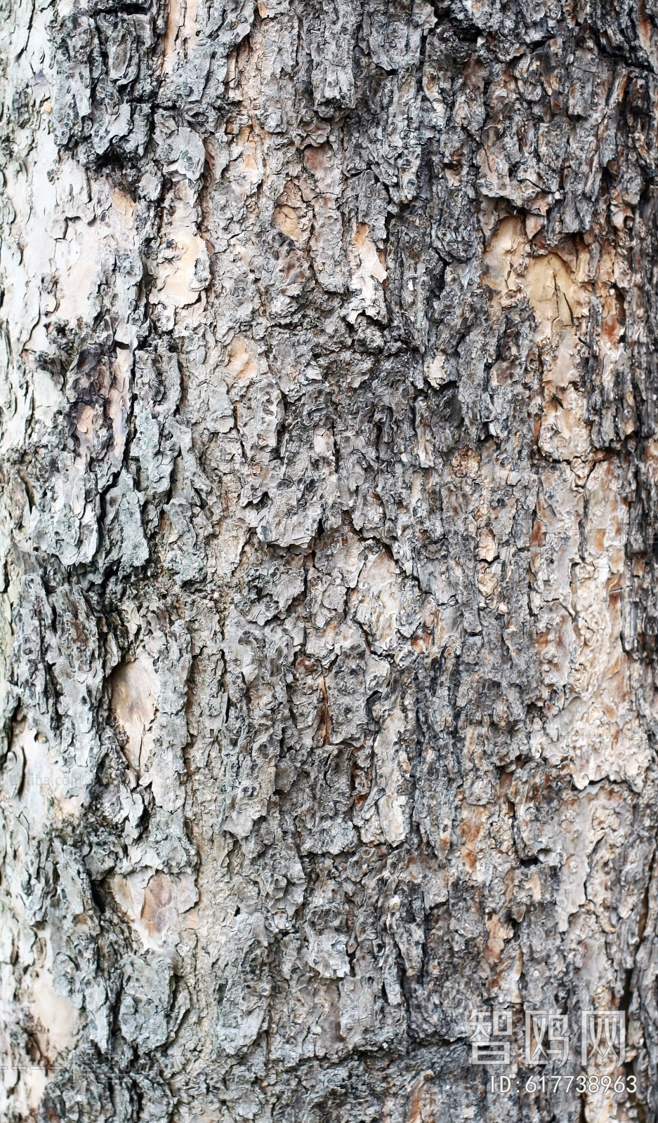 Bark Texture