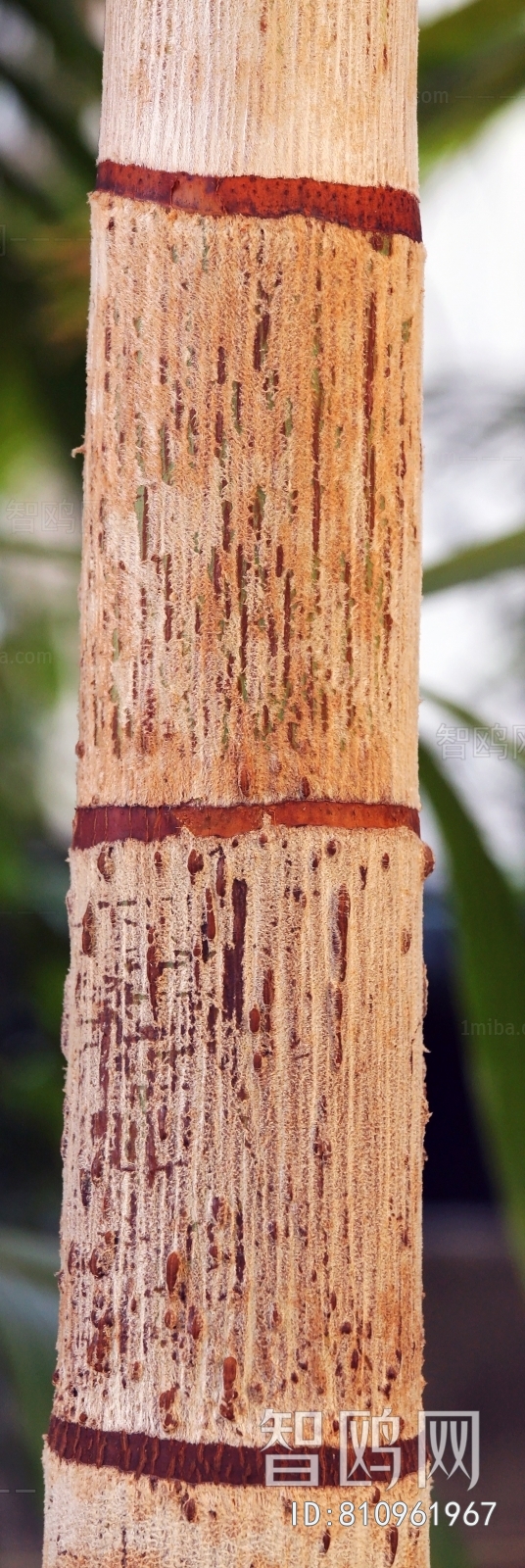 Bark Texture