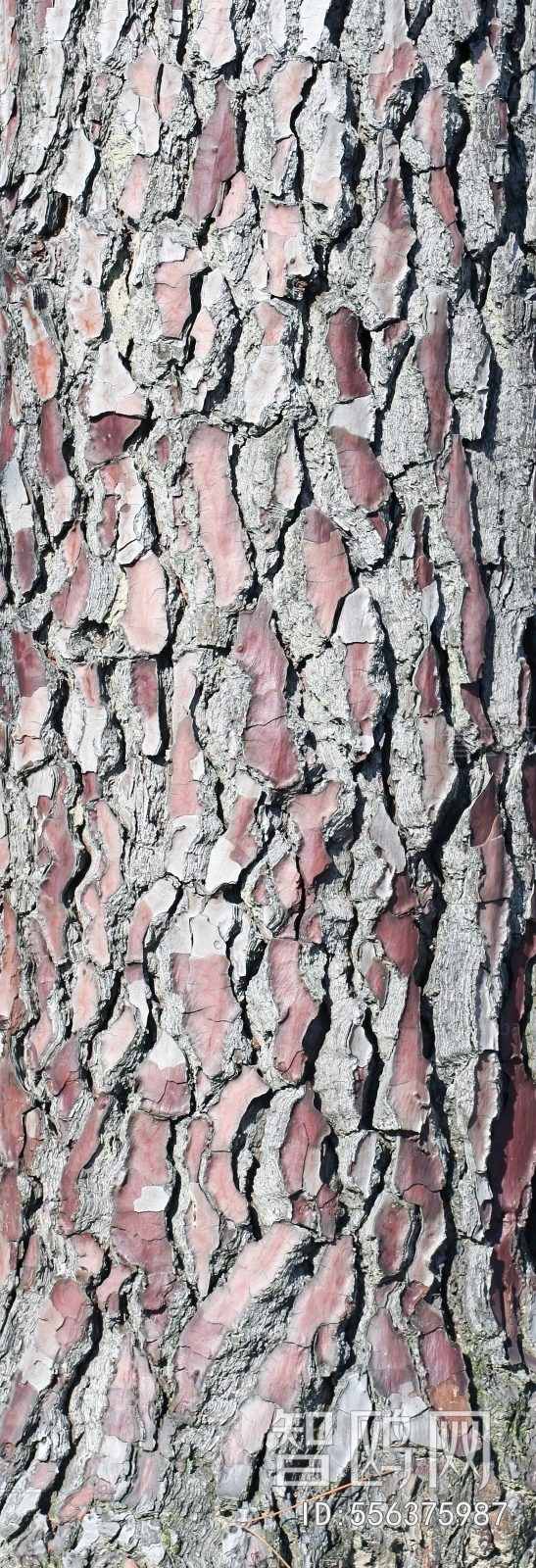 Bark Texture