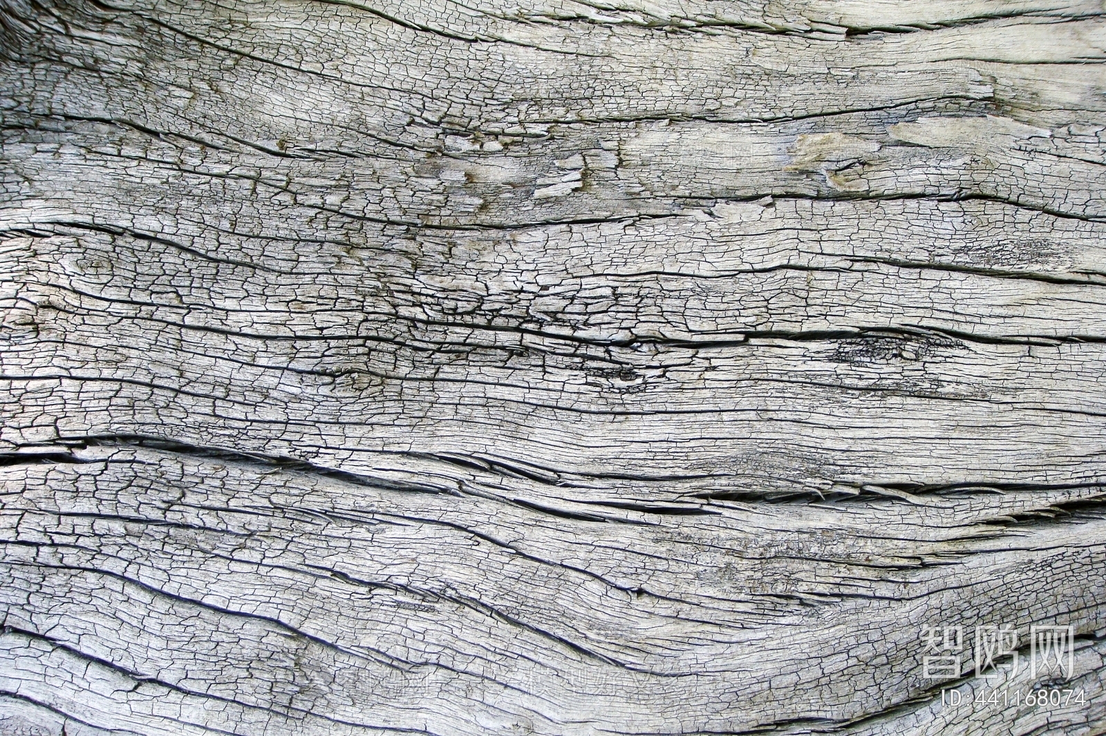 Bark Texture