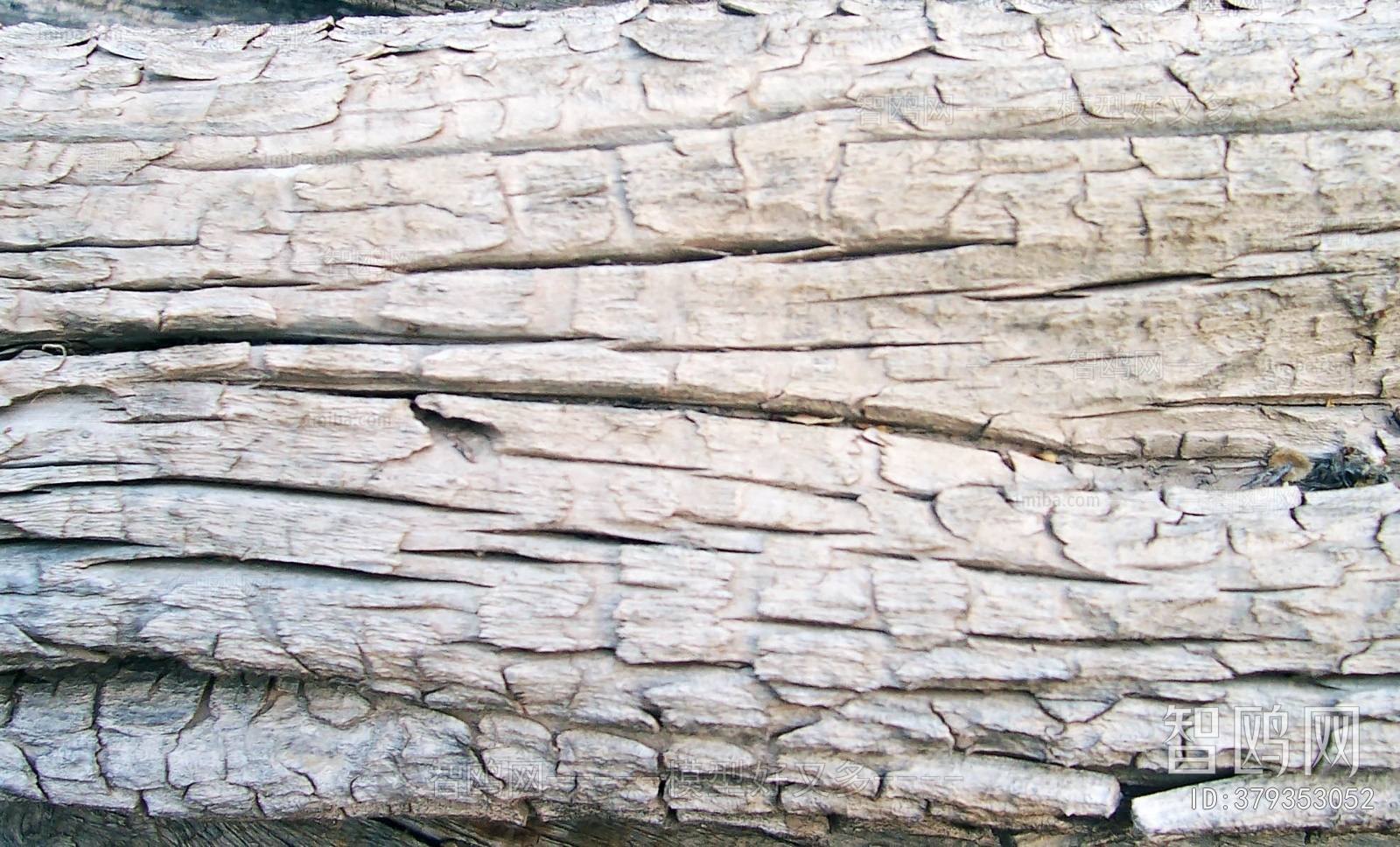 Bark Texture