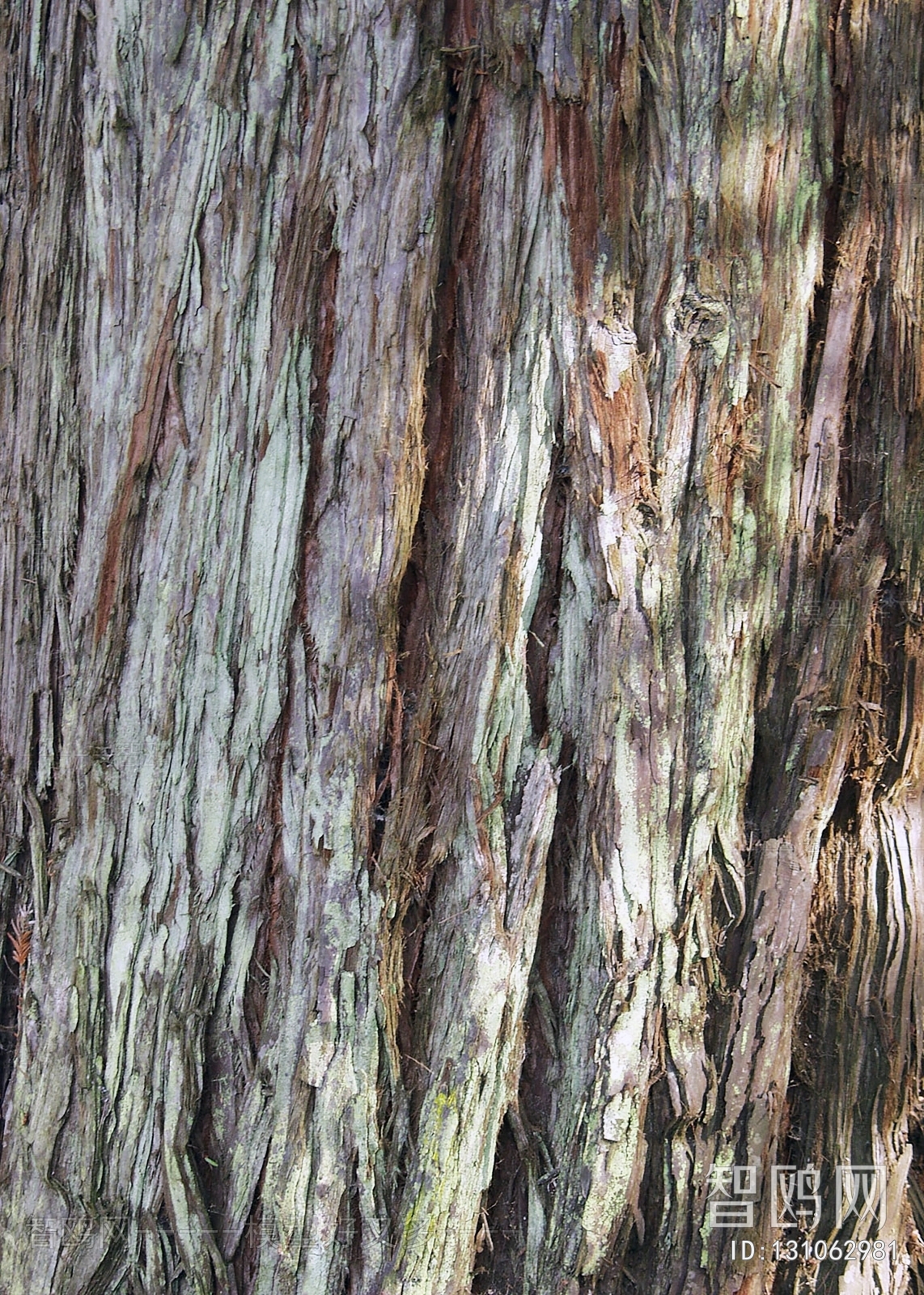 Bark Texture