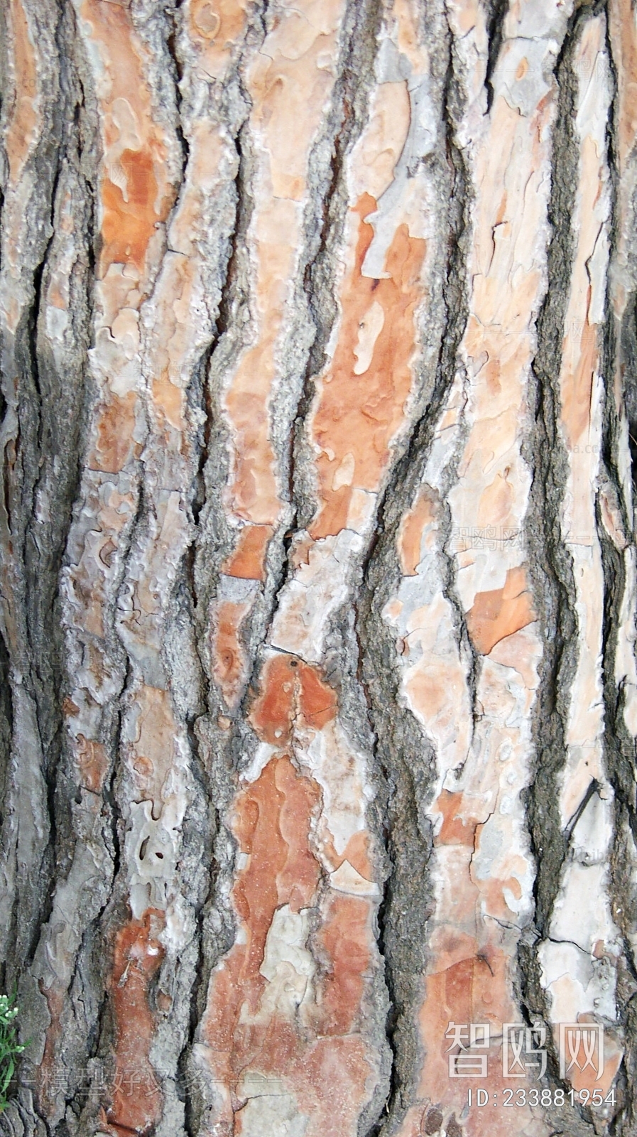 Bark Texture