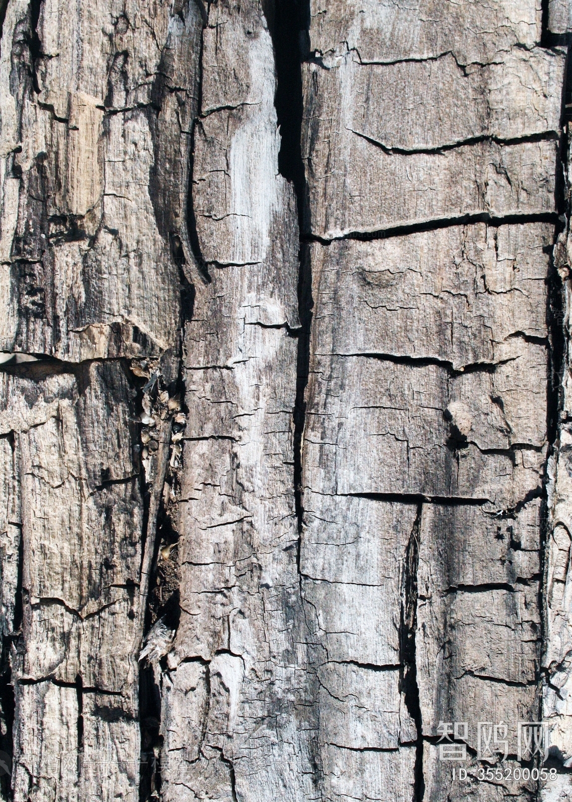 Bark Texture