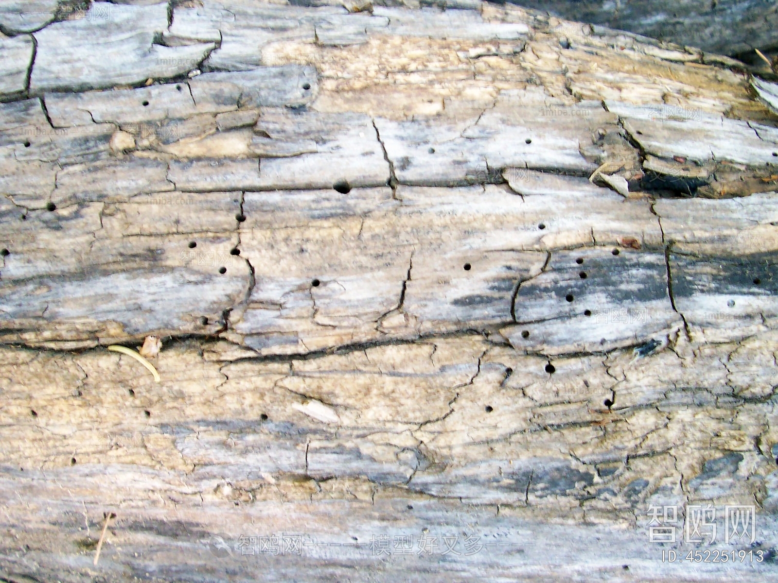 Bark Texture