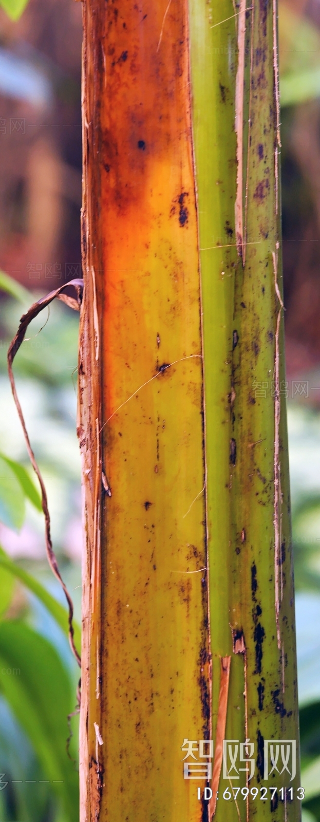 Bark Texture