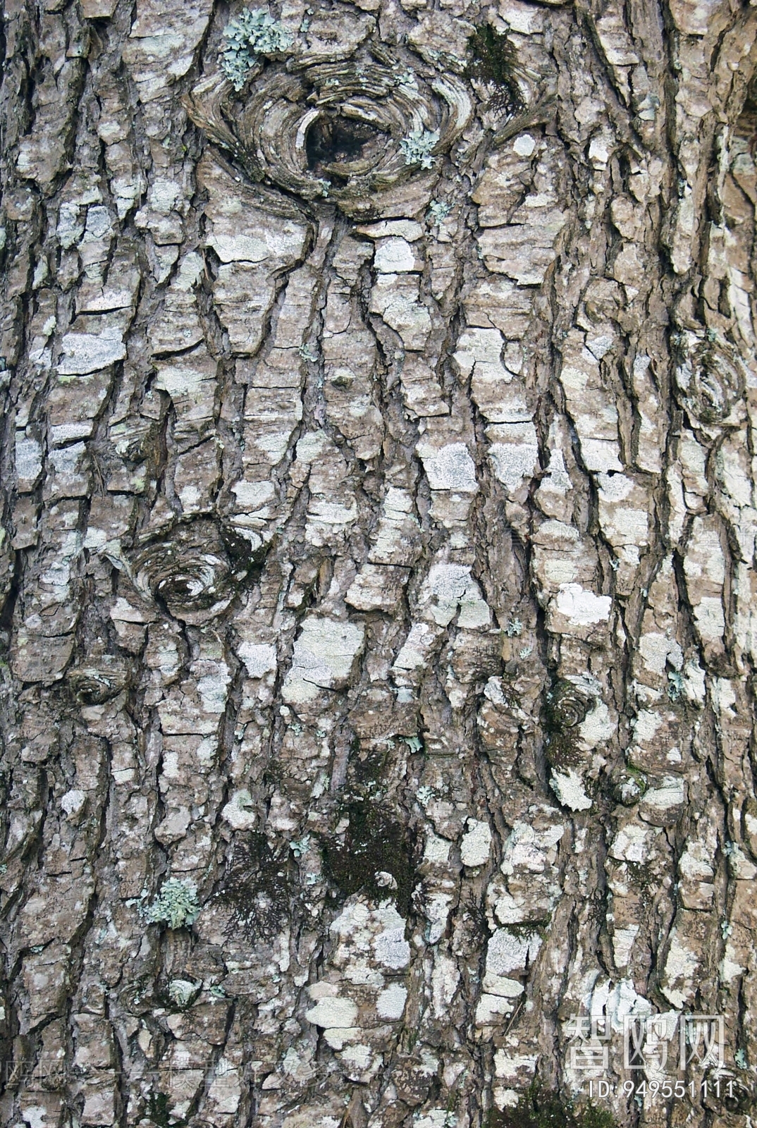 Bark Texture