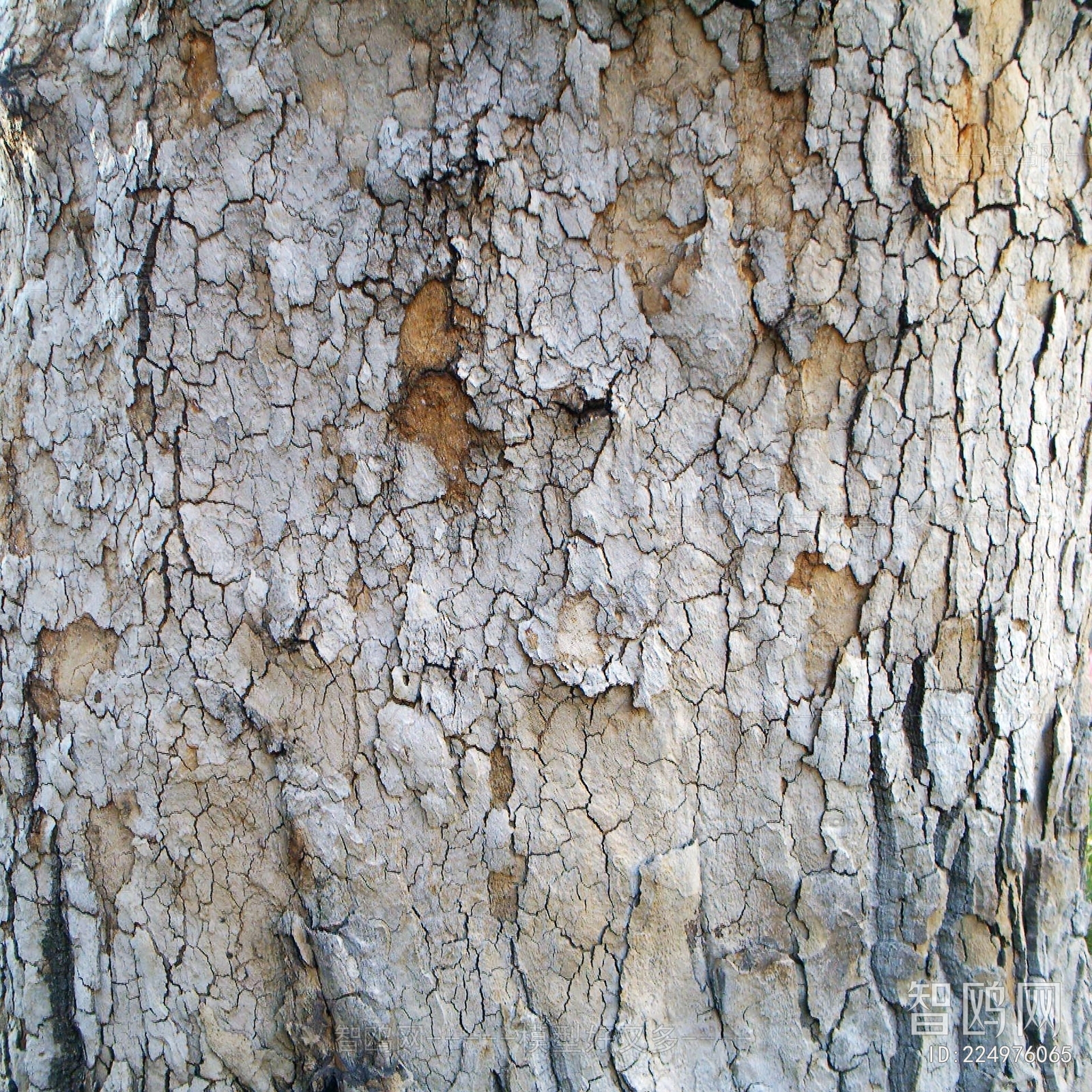 Bark Texture