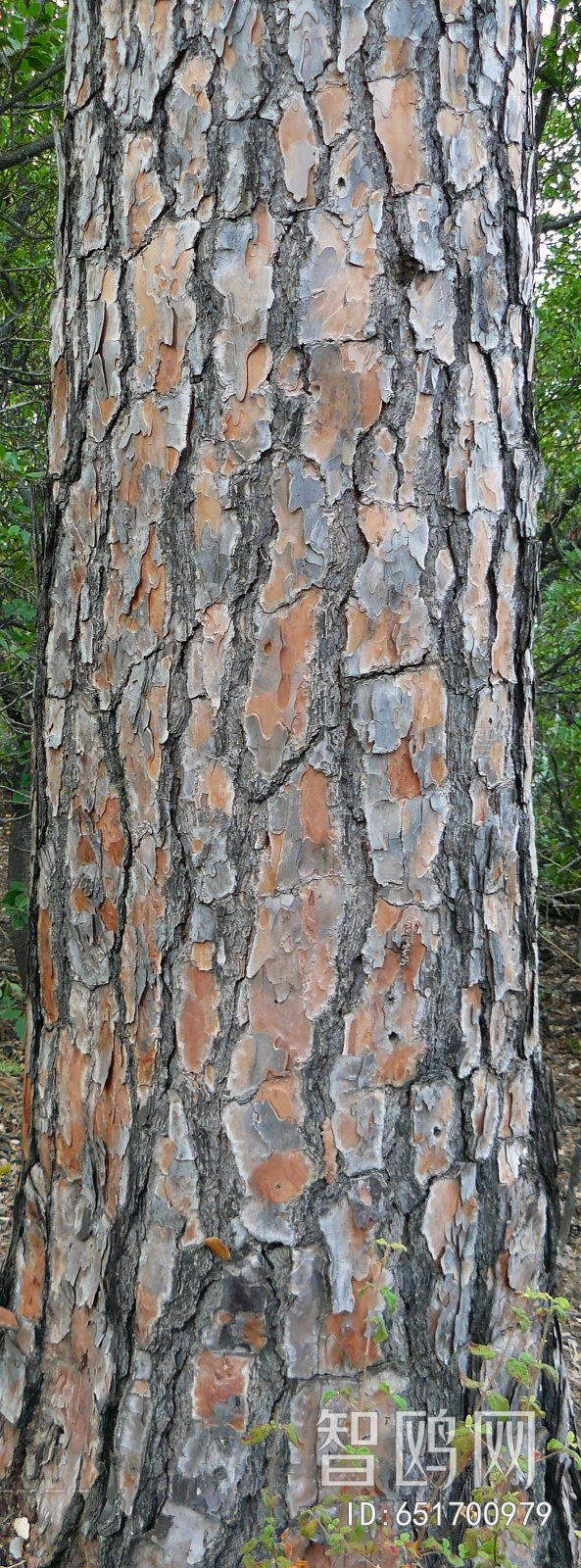 Bark Texture