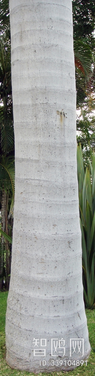 Bark Texture