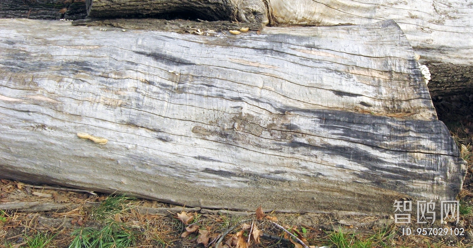 Bark Texture