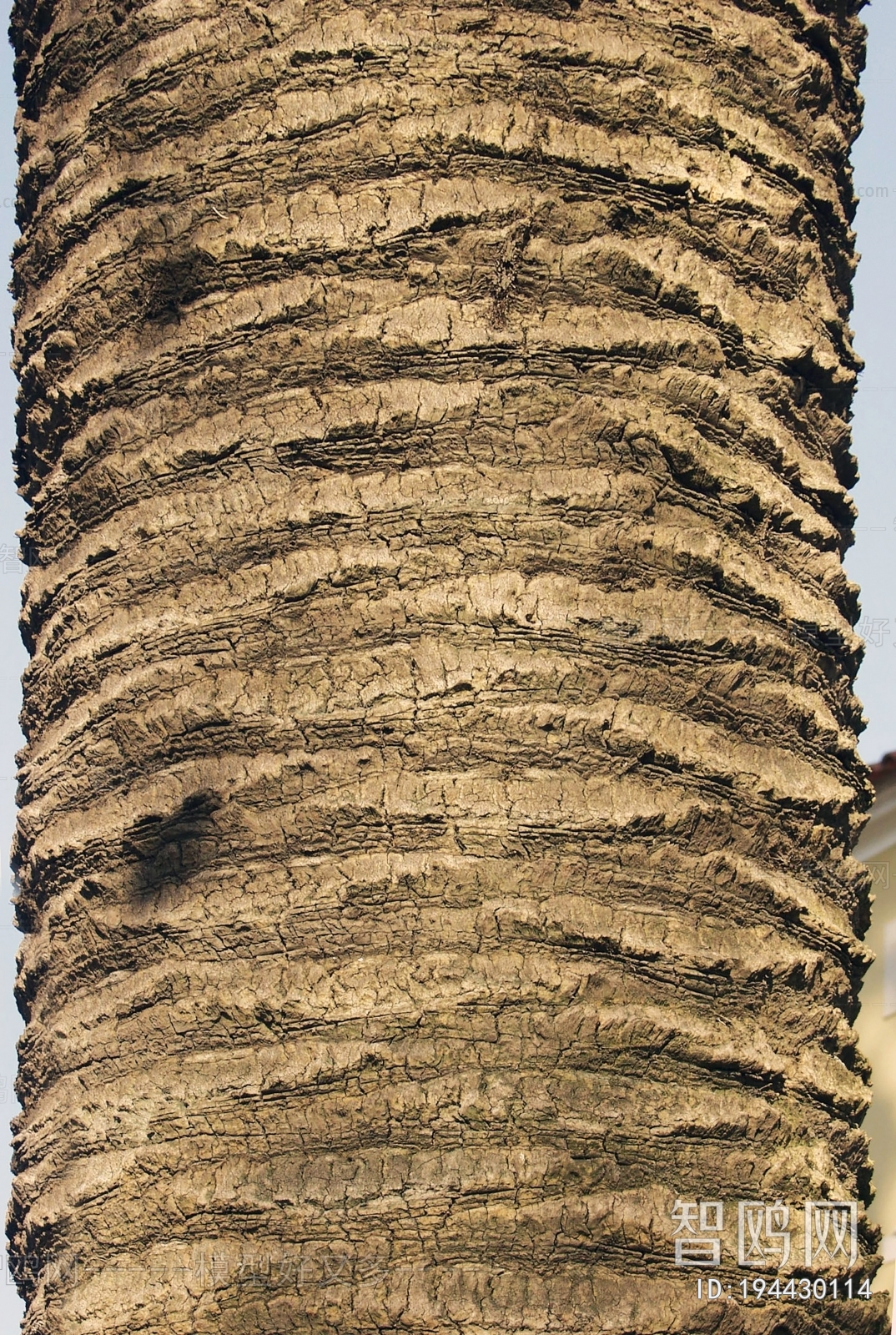 Bark Texture