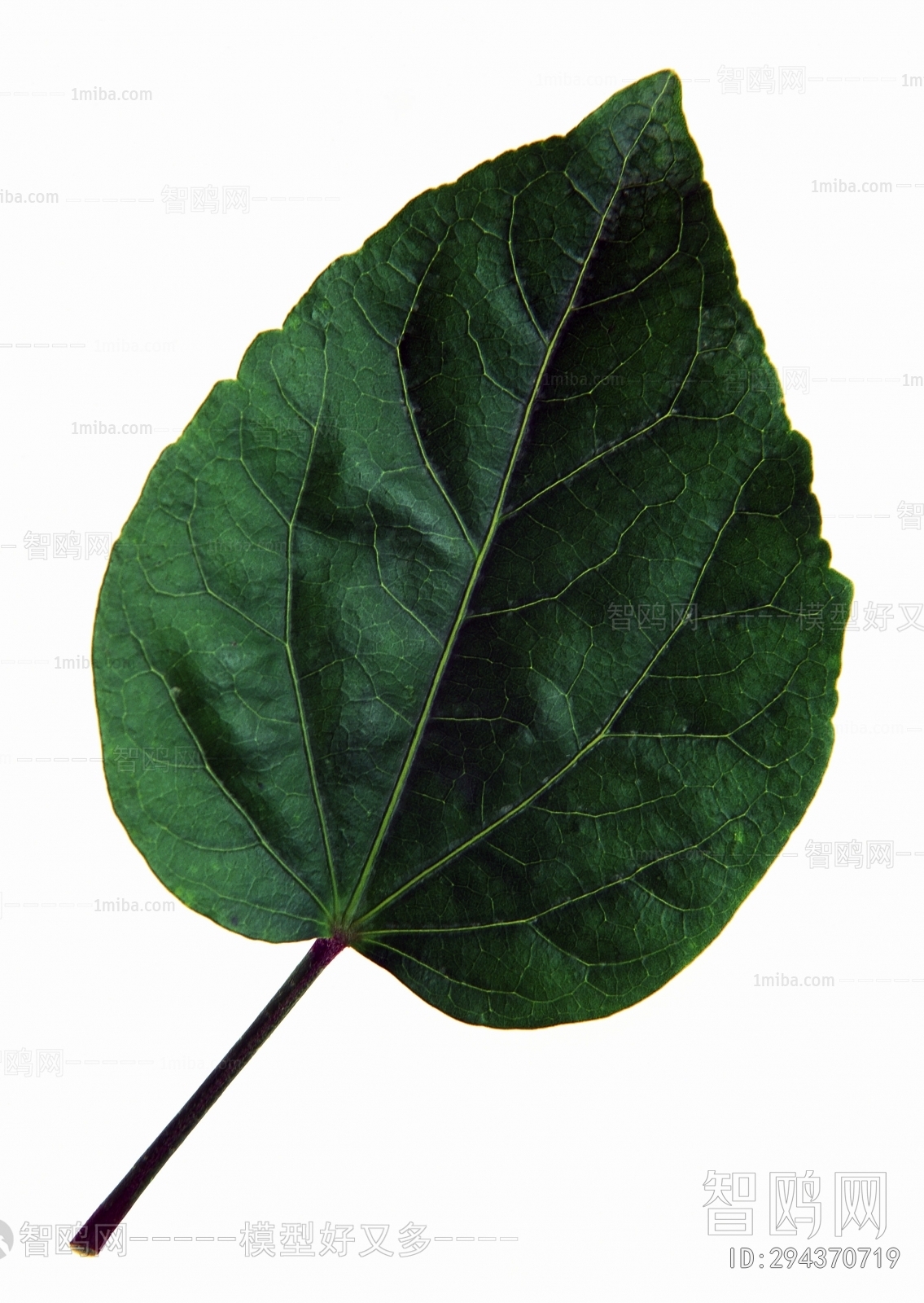 Plant Leaves