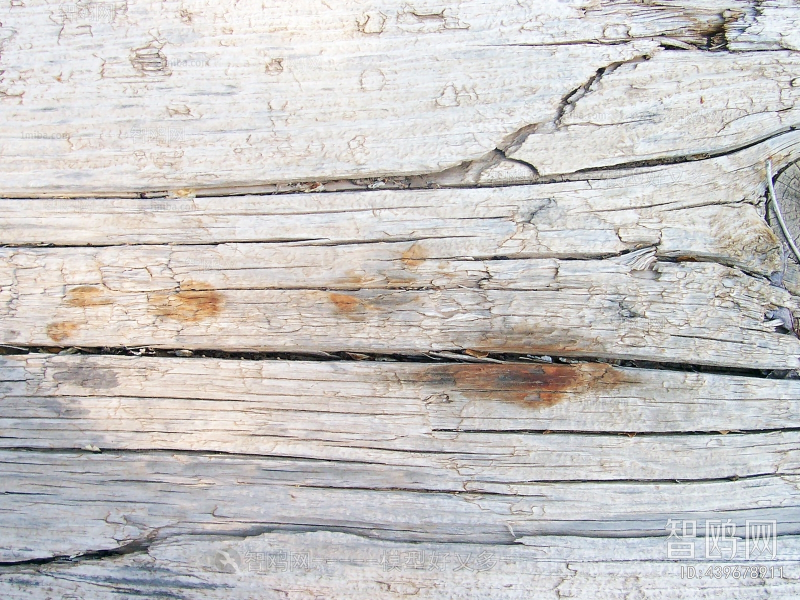 Bark Texture