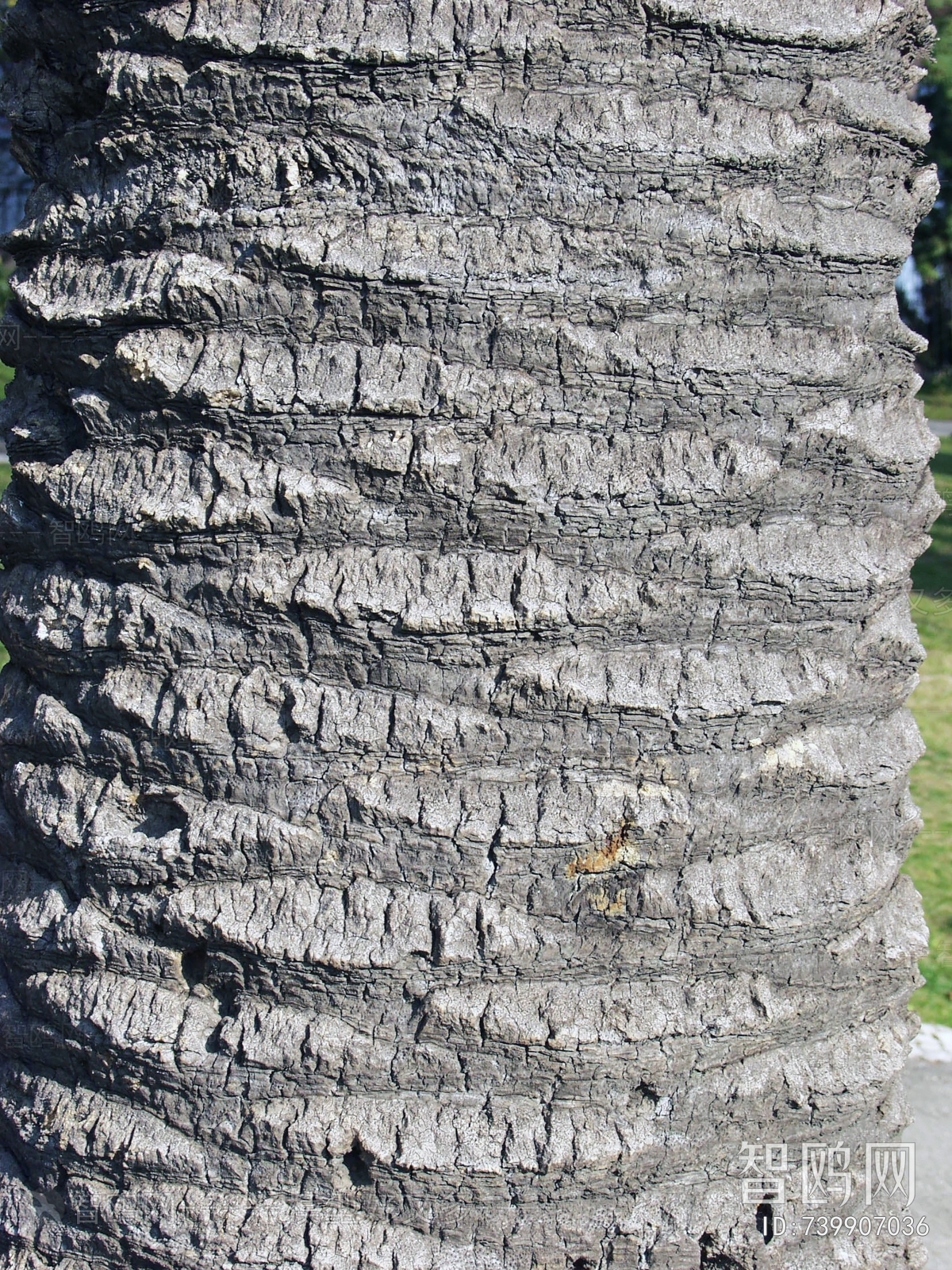 Bark Texture