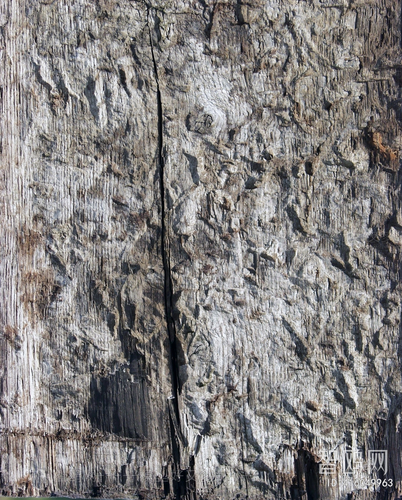 Bark Texture