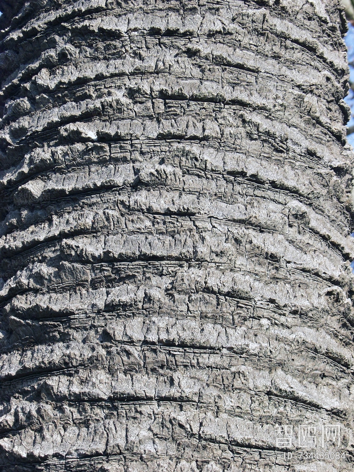 Bark Texture