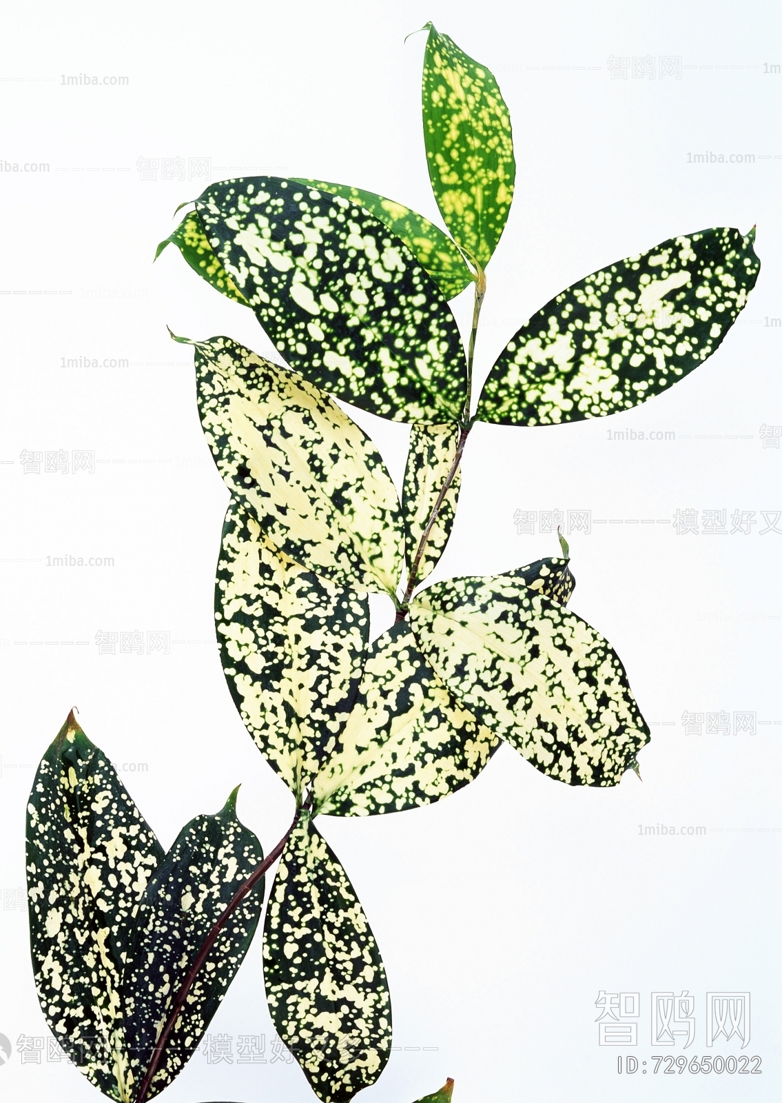 Plant Leaves