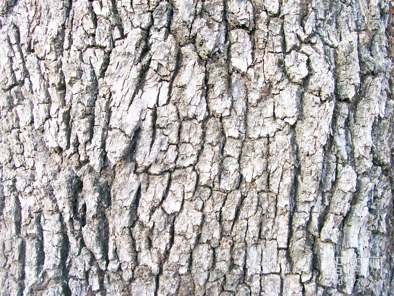 Bark Texture