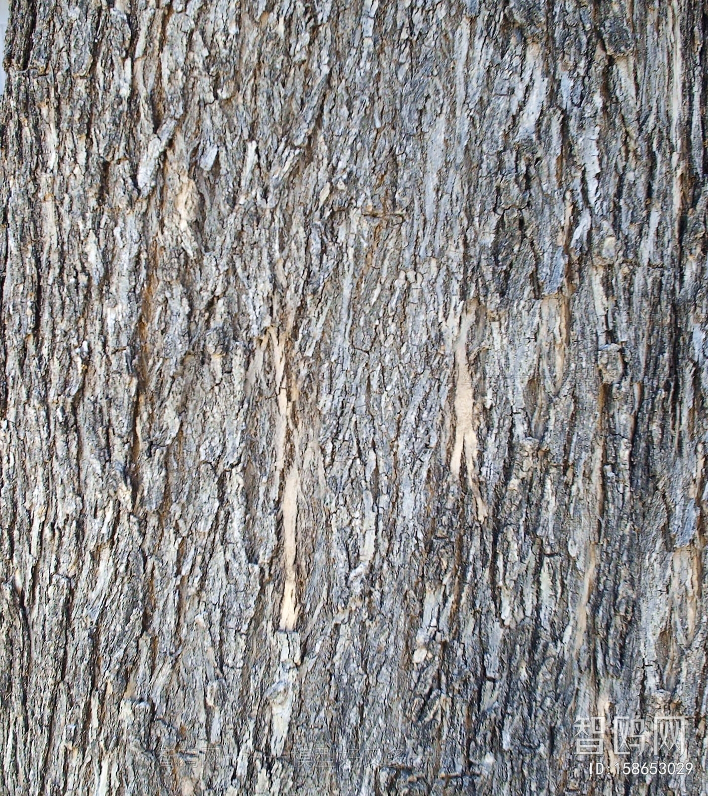 Bark Texture