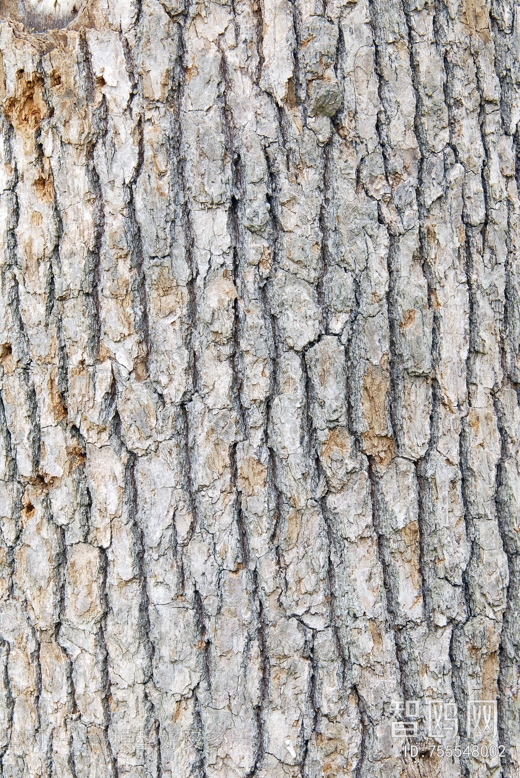 Bark Texture