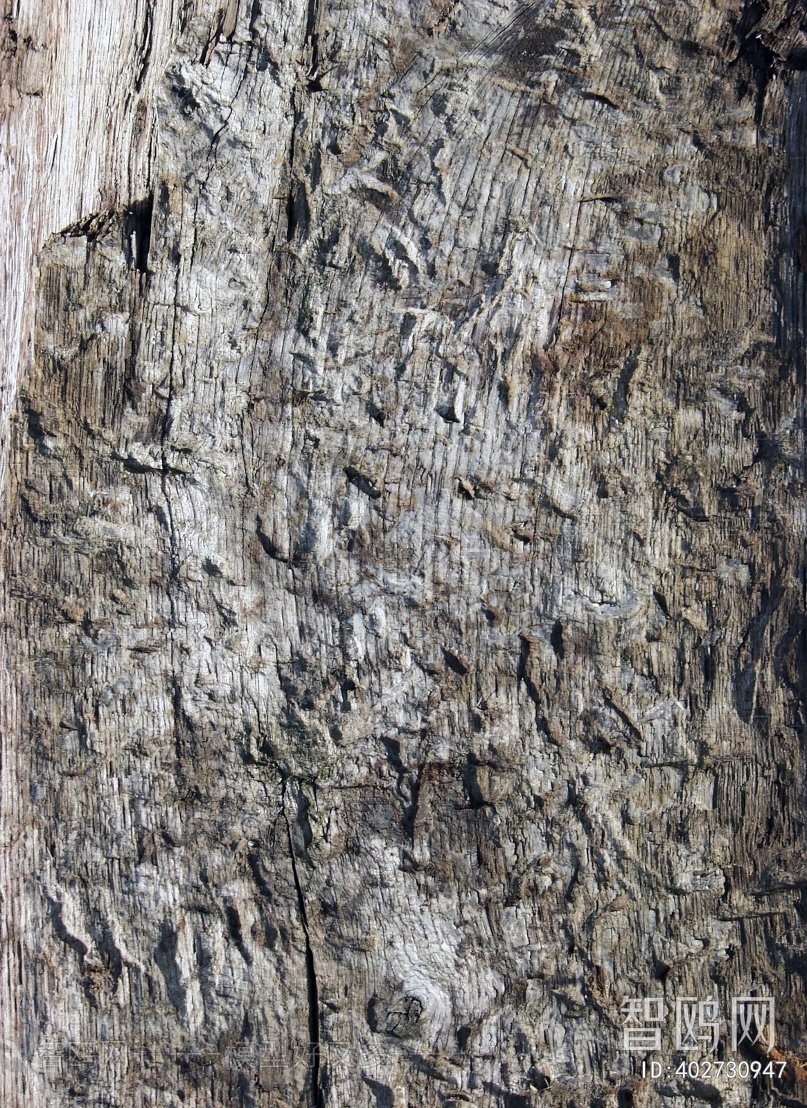 Bark Texture