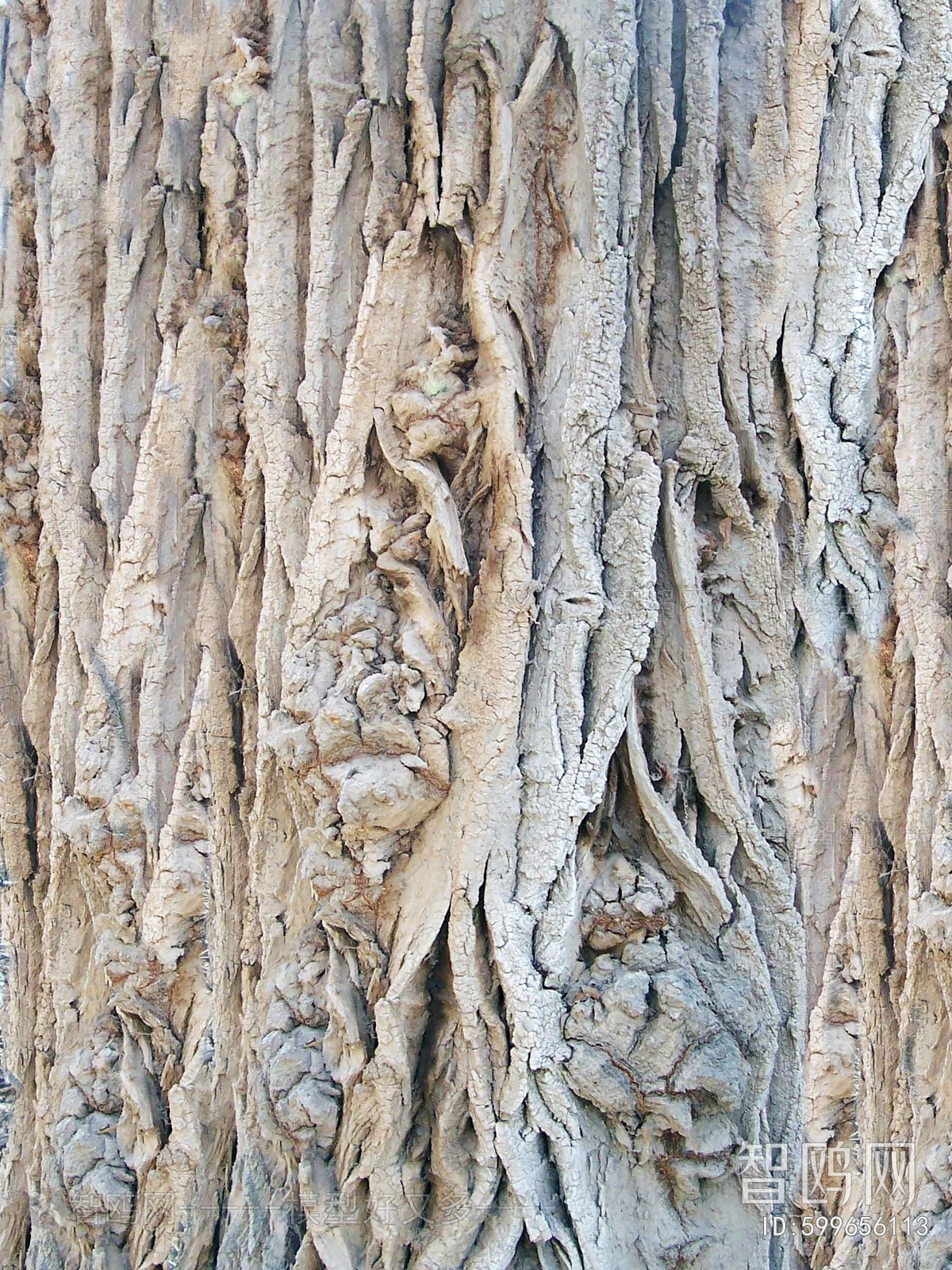 Bark Texture