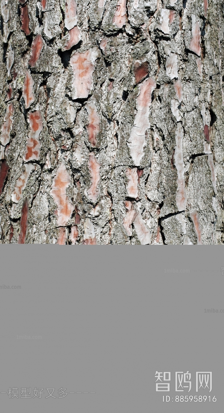 Bark Texture