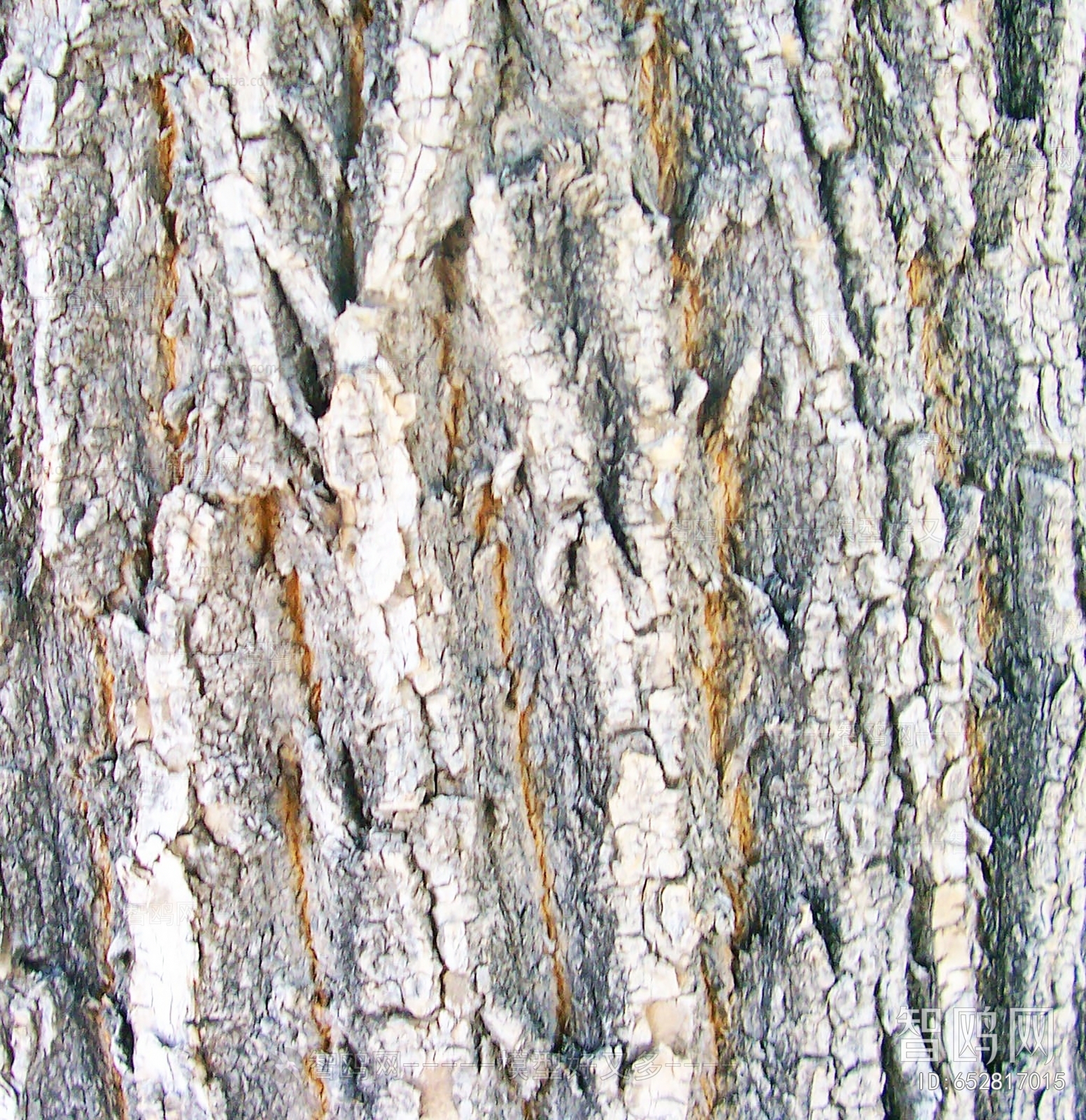 Bark Texture