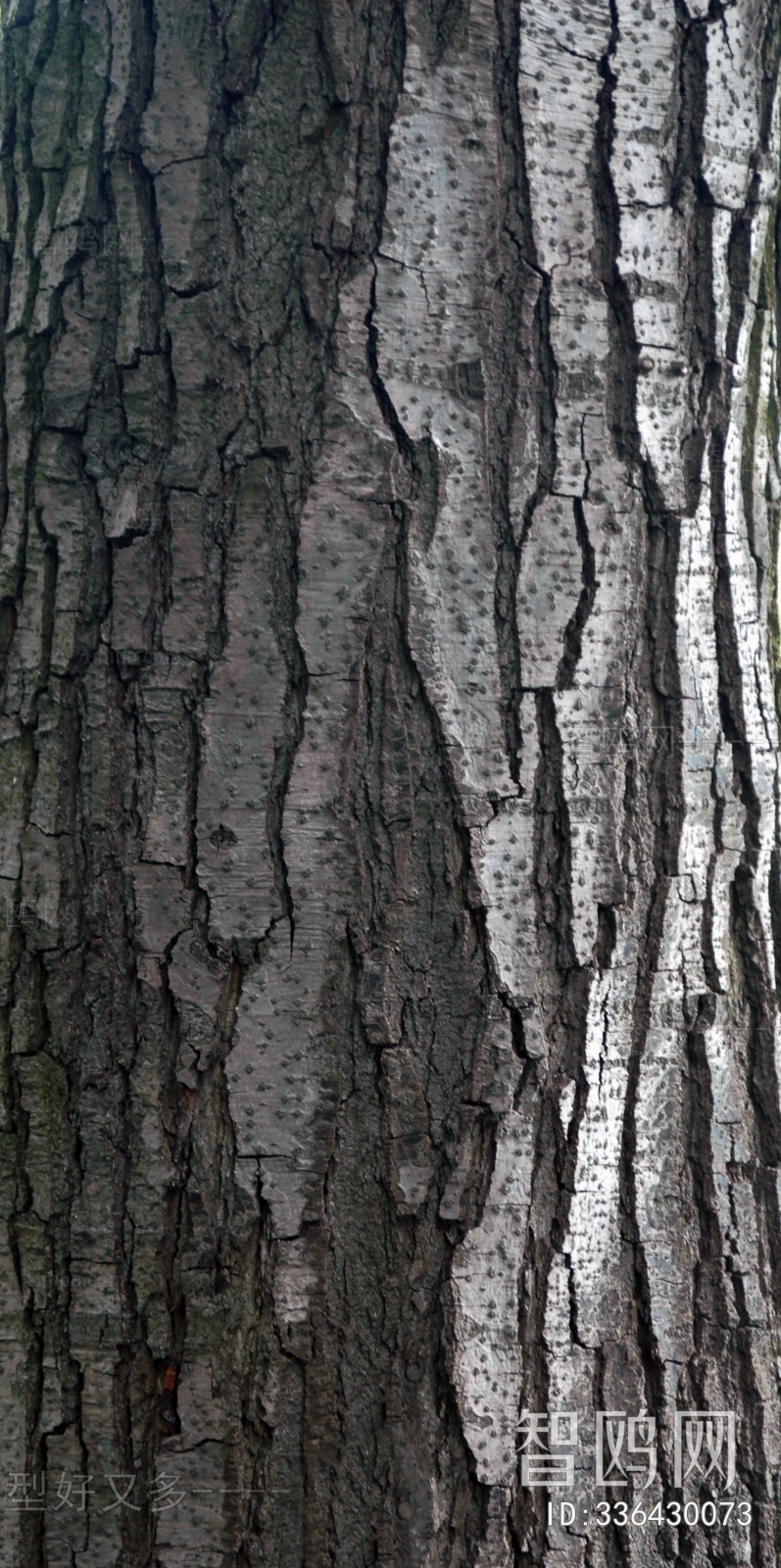 Bark Texture