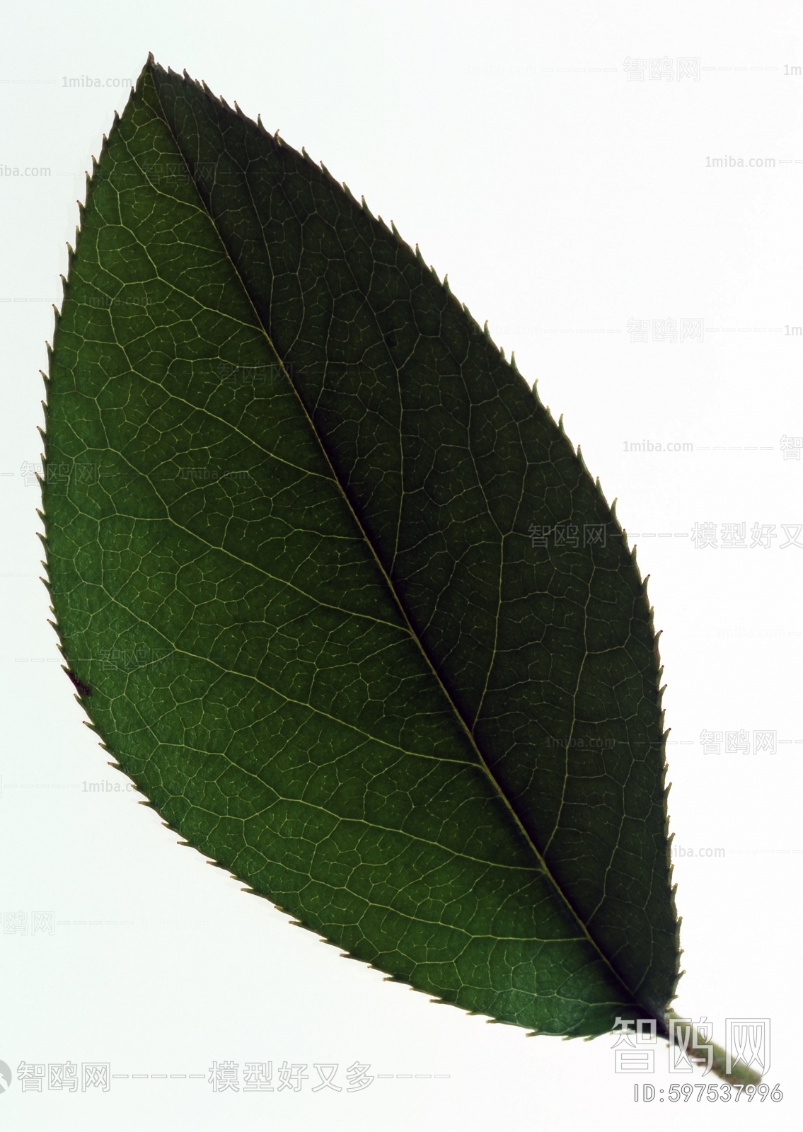 Plant Leaves