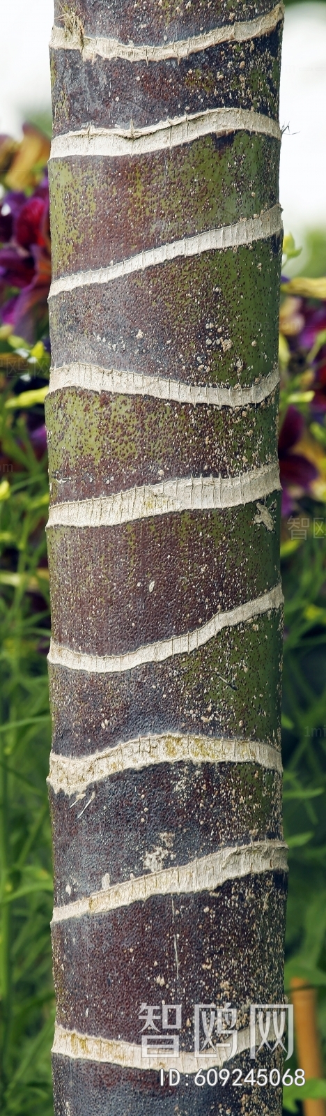 Bark Texture