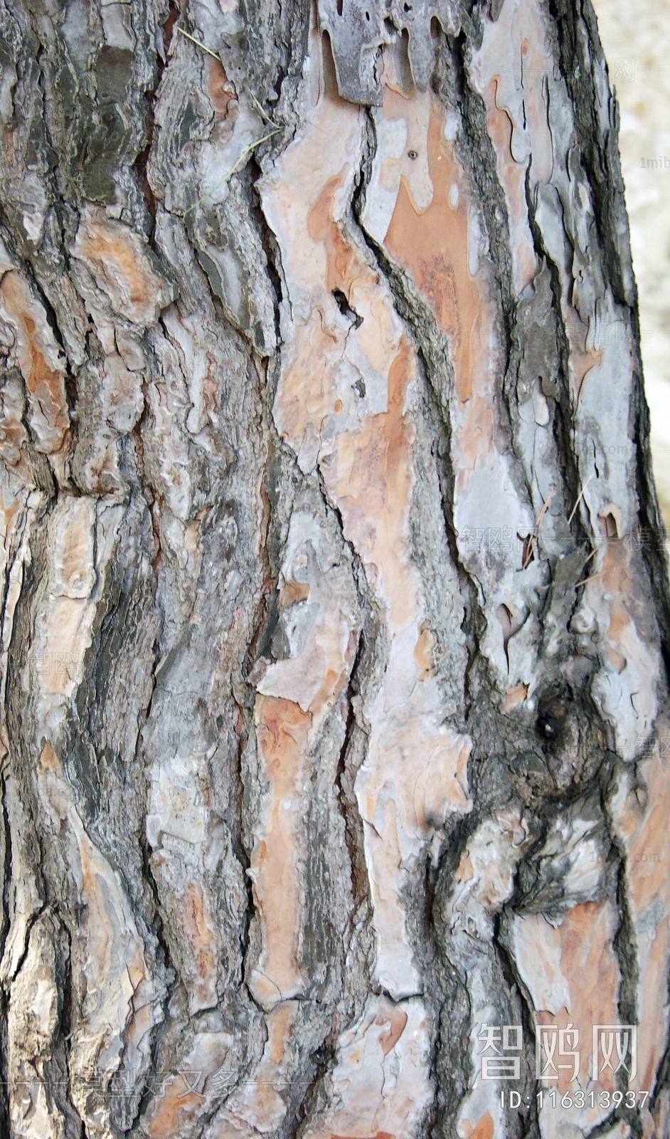 Bark Texture