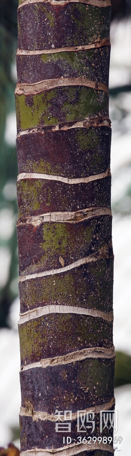 Bark Texture