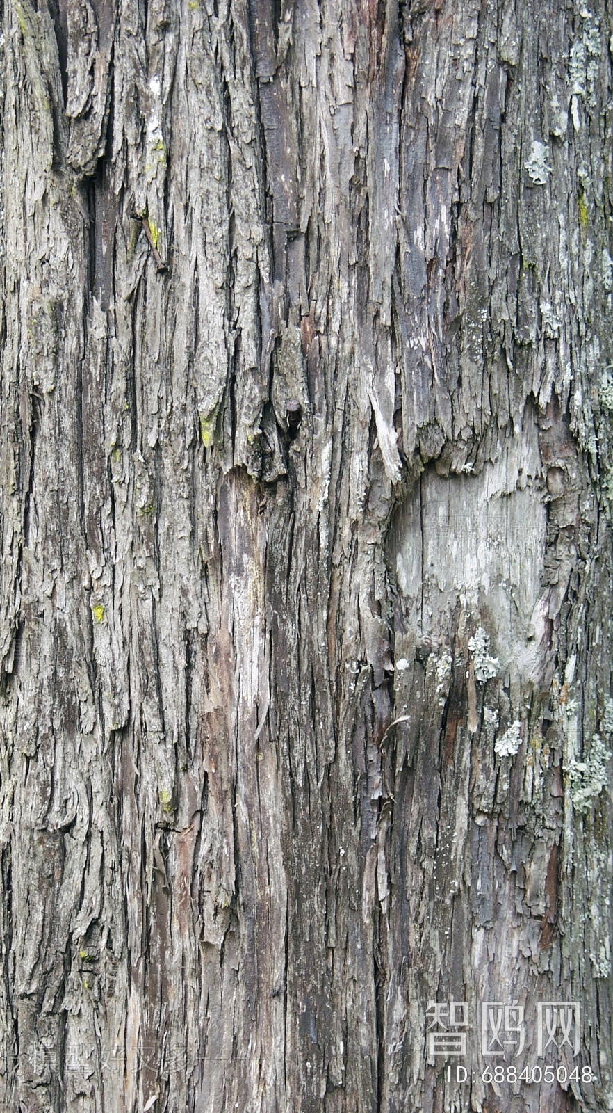 Bark Texture