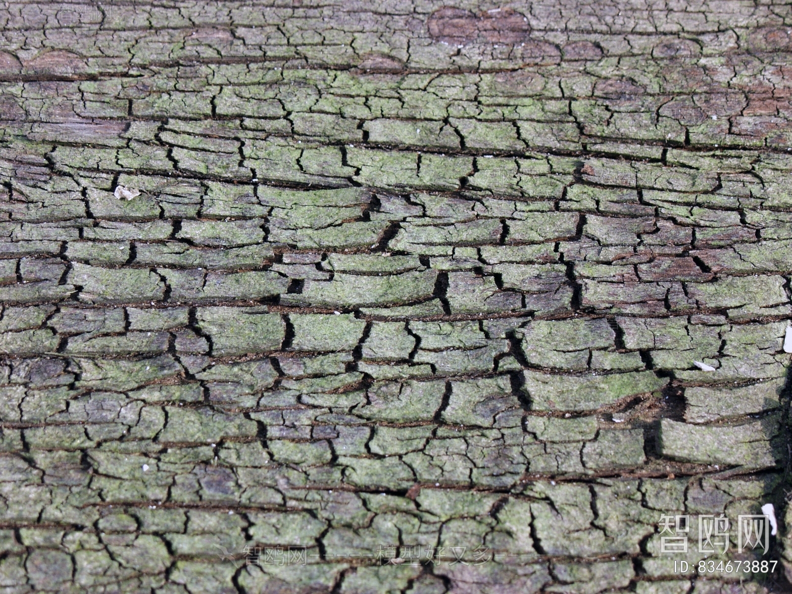 Bark Texture