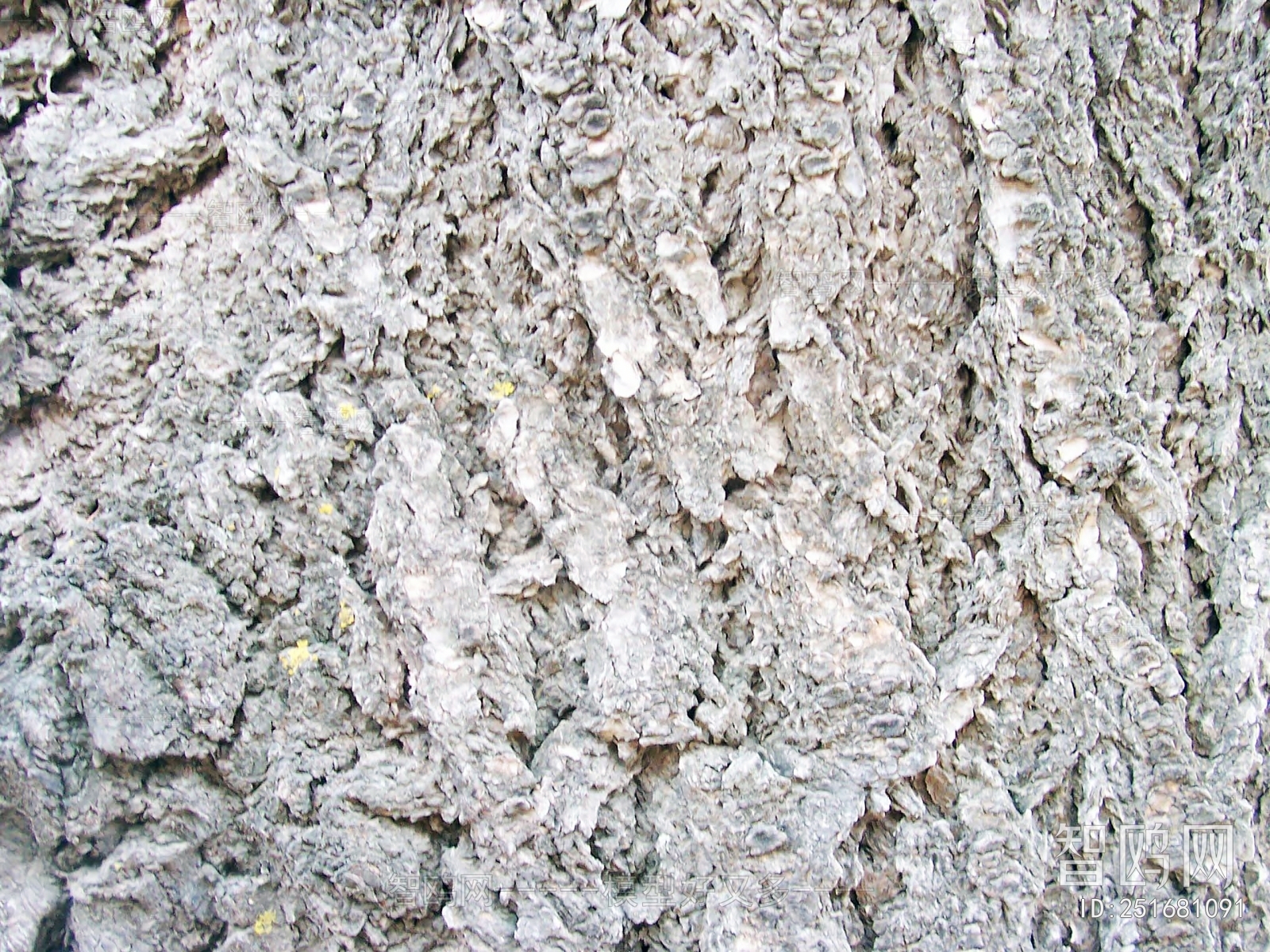 Bark Texture