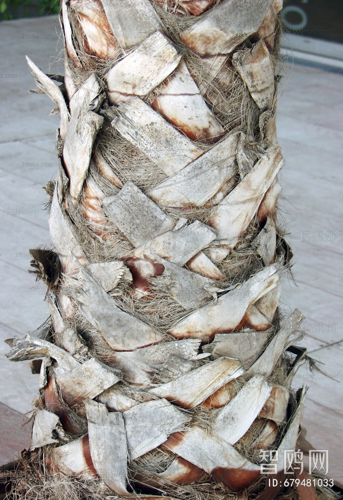 Bark Texture