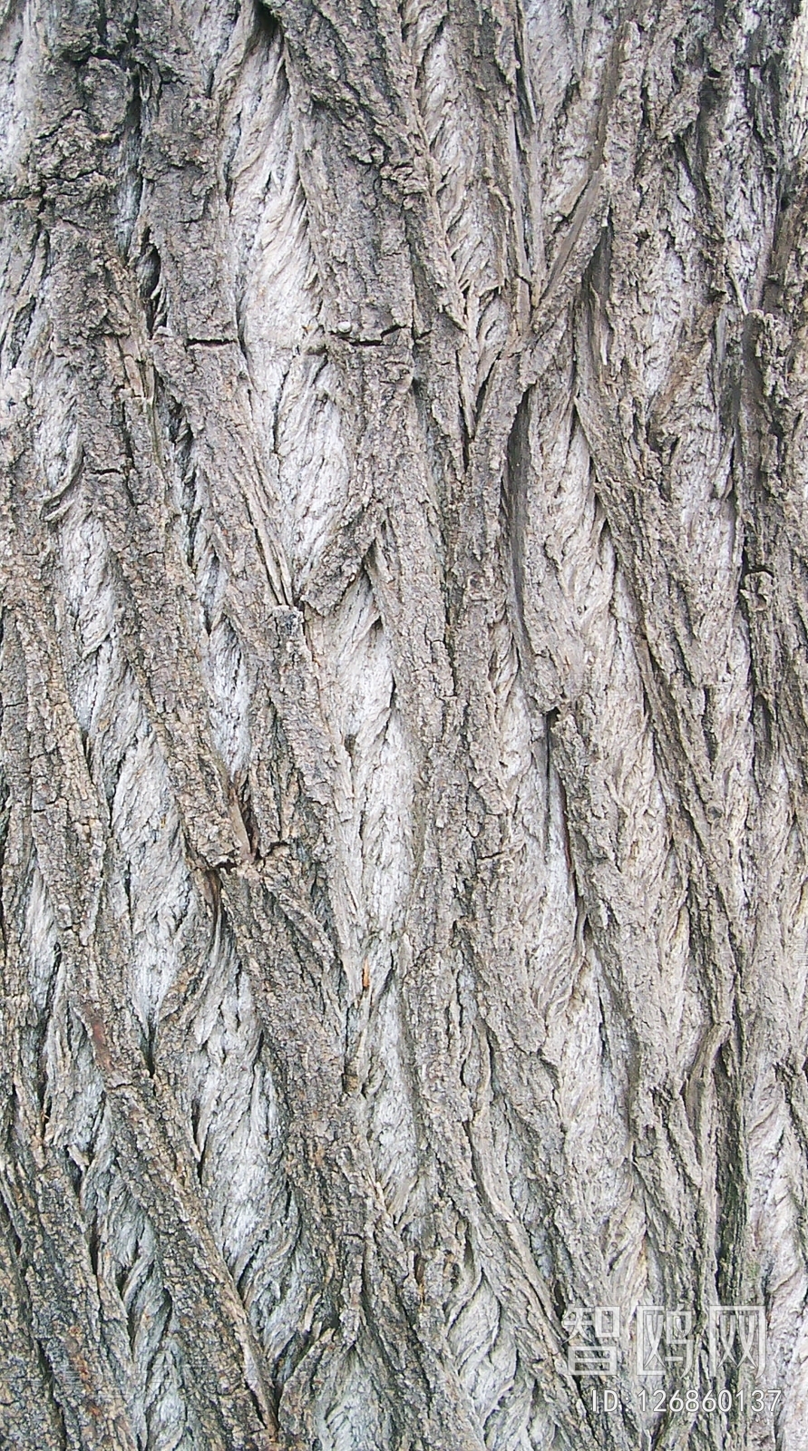 Bark Texture