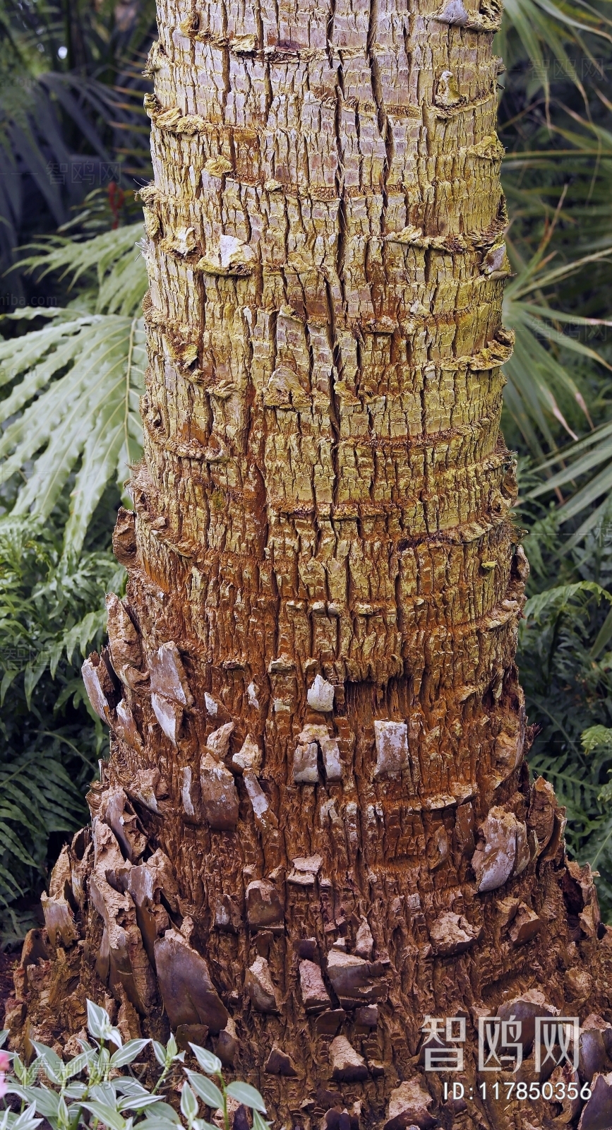 Bark Texture