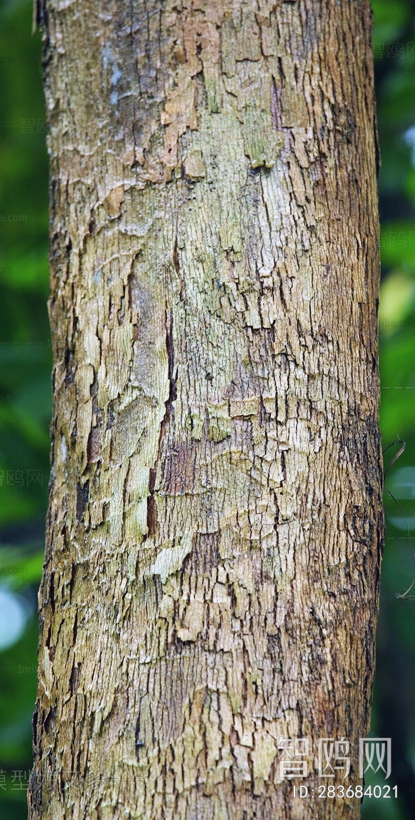 Bark Texture