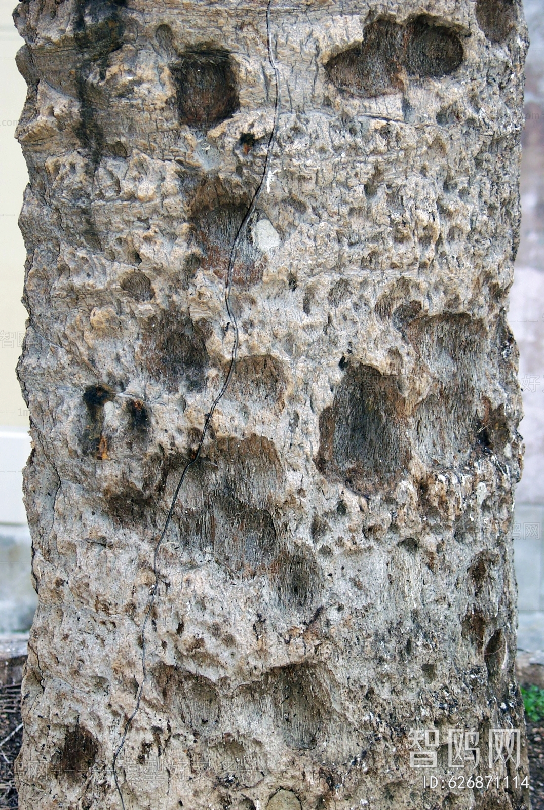 Bark Texture